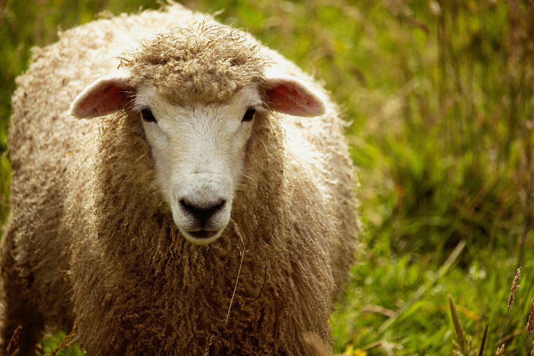 Merinowolle mulesing-frei